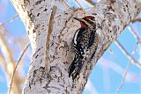 Yellow-bellied Sapsucker