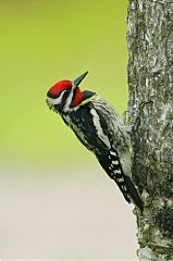 Yellow-bellied Sapsucker