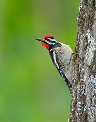 Yellow-bellied Sapsucker