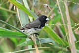 Yellow-bellied Seedeater