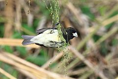 Yellow-bellied Seedeater