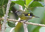 Yellow-bellied Siskin