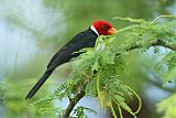 Yellow-billed Cardinal