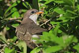 Yellow-billed Cuckooborder=