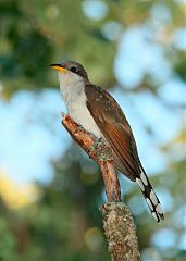 Yellow-billed Cuckoo