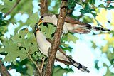 Yellow-billed Cuckoo