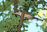 Yellow-billed Cuckooborder=