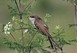 Yellow-billed Cuckooborder=