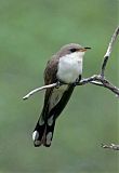 Yellow-billed Cuckooborder=