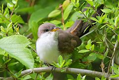 Yellow-billed Cuckoo