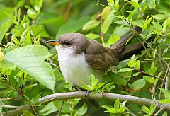 Yellow-billed Cuckoo