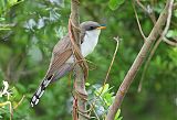 Yellow-billed Cuckooborder=