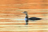 Yellow-billed Loonborder=