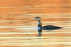 Yellow-billed Loon