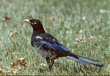 Yellow-billed Magpieborder=