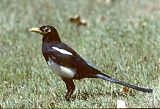 Yellow-billed Magpie