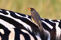 Yellow-billed Oxpecker