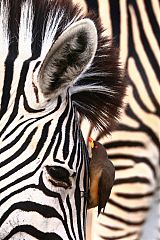 Yellow-billed Oxpecker