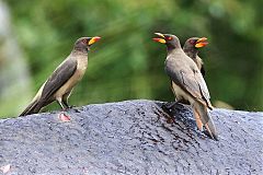 Yellow-billed Oxpecker