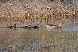 Yellow-billed Pintailborder=