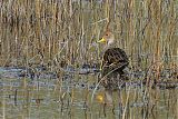 Yellow-billed Pintail