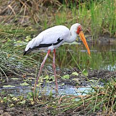 Yellow-billed Stork