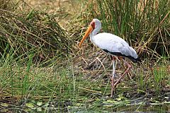 Yellow-billed Stork