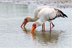 Yellow-billed Stork