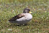 Yellow-billed Tealborder=