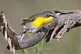 Yellow-breasted Chatborder=