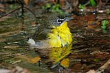 Yellow-breasted Chatborder=