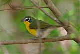 Yellow-breasted Chatborder=