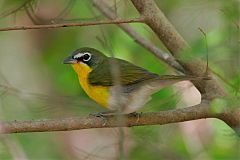 Yellow-breasted Chat