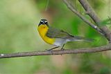 Yellow-breasted Chatborder=