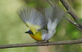 Yellow-breasted Chatborder=