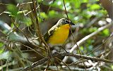 Yellow-breasted Chatborder=