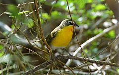 Yellow-breasted Chat