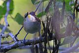 Yellow-chinned Spinetailborder=