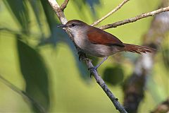 Yellow-chinned Spinetail