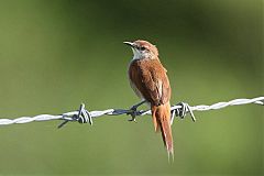 Yellow-chinned Spinetail