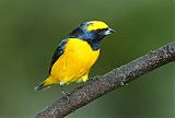 Yellow-crowned Euphonia