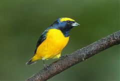 Yellow-crowned Euphonia