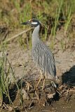 Yellow-crowned Night Heronborder=