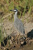 Yellow-crowned Night-Heron