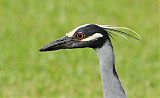 Yellow-crowned Night-Heron