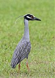 Yellow-crowned Night Heronborder=