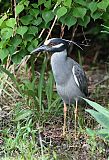 Yellow-crowned Night Heronborder=