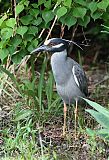 Yellow-crowned Night-Heronborder=