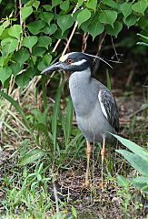 Yellow-crowned Night Heron
