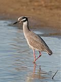 Yellow-crowned Night Heronborder=